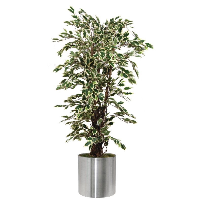 Artificial Ficus Exotica Variagated Plant 
