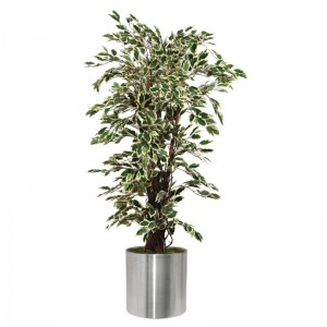 Artificial Ficus Exotica Variagated Plant 